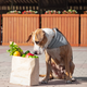 Illustration for article titled Lost dog in grocery store found in dog food aisle